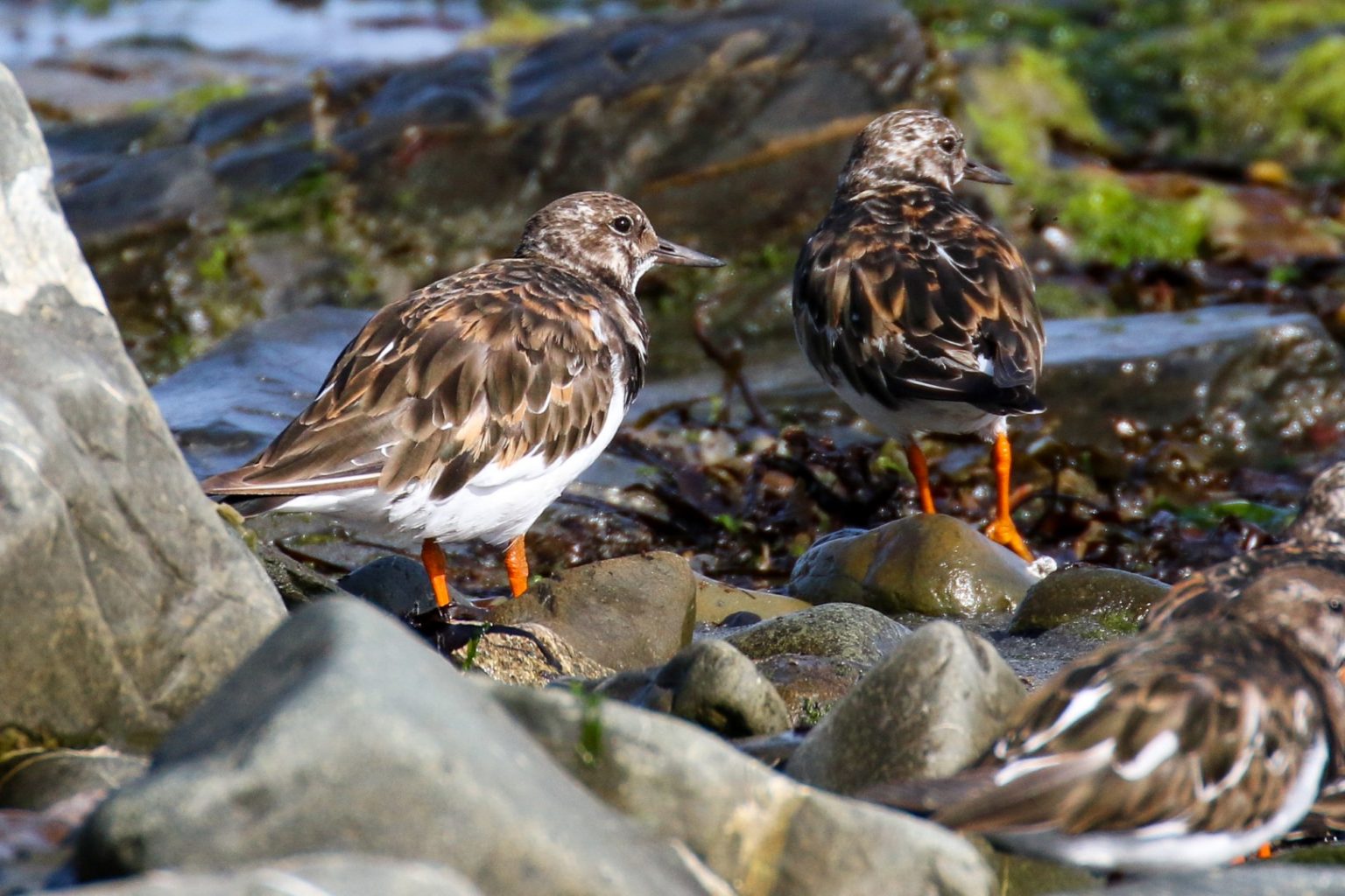 Go Birding in Dublin, 33 Bird Watching sites in Dublin