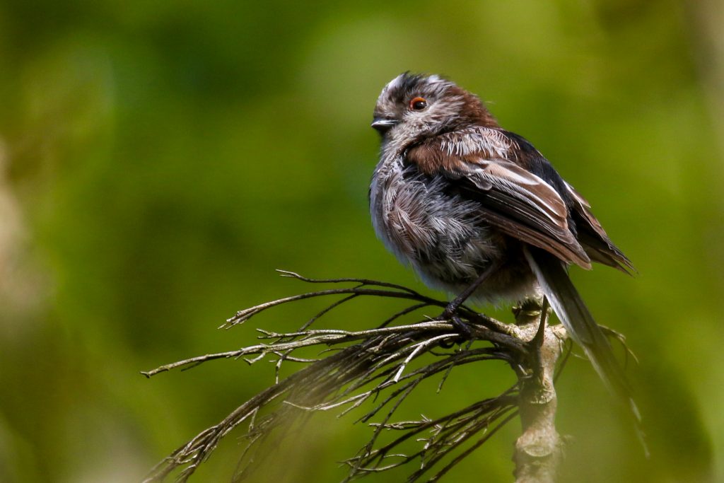 Go Birding in Dublin, 33 Bird Watching sites in Dublin