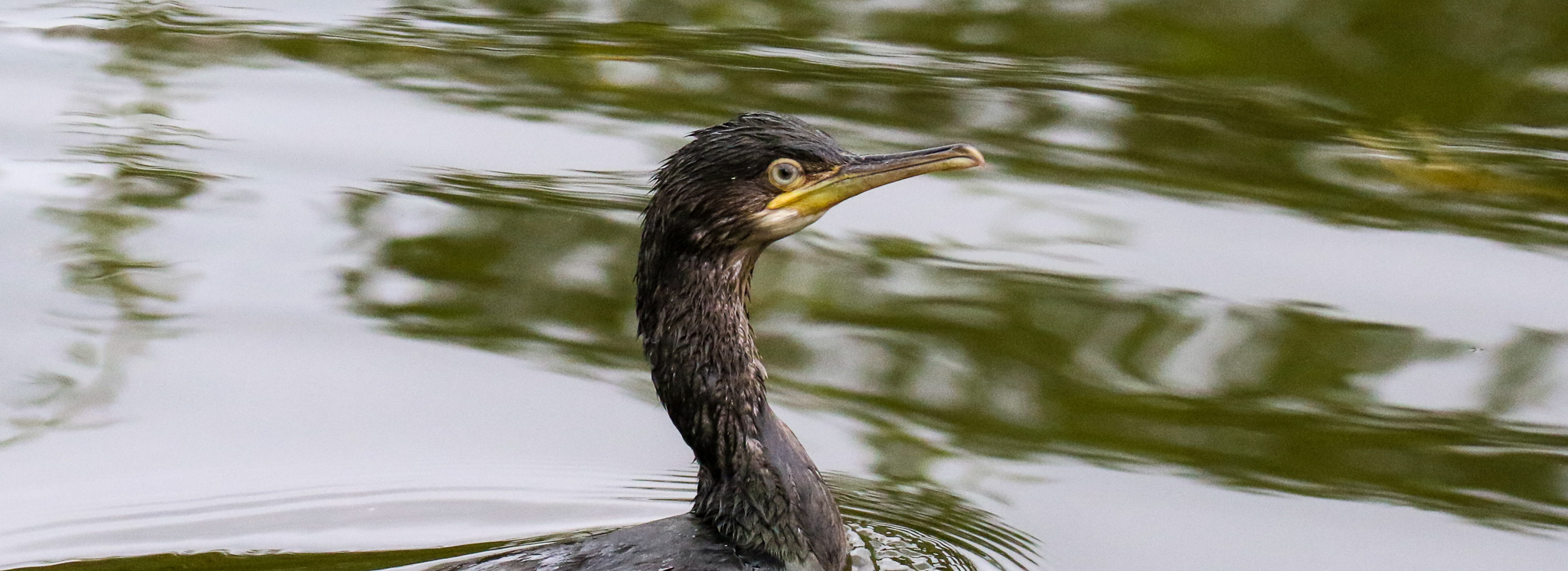 Bird Watching Ireland | Bird Watching Kildare | River Barrow