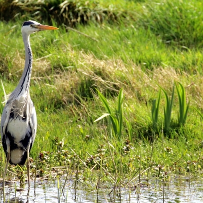 Bird Watching Ireland Hotspot, East Coast Nature Reserve