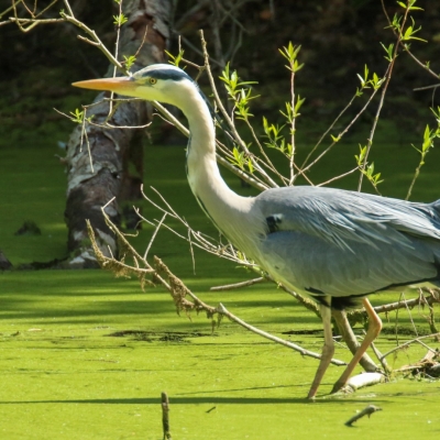 Bird Watching Ireland | Bird Watching Dublin, The Jacko