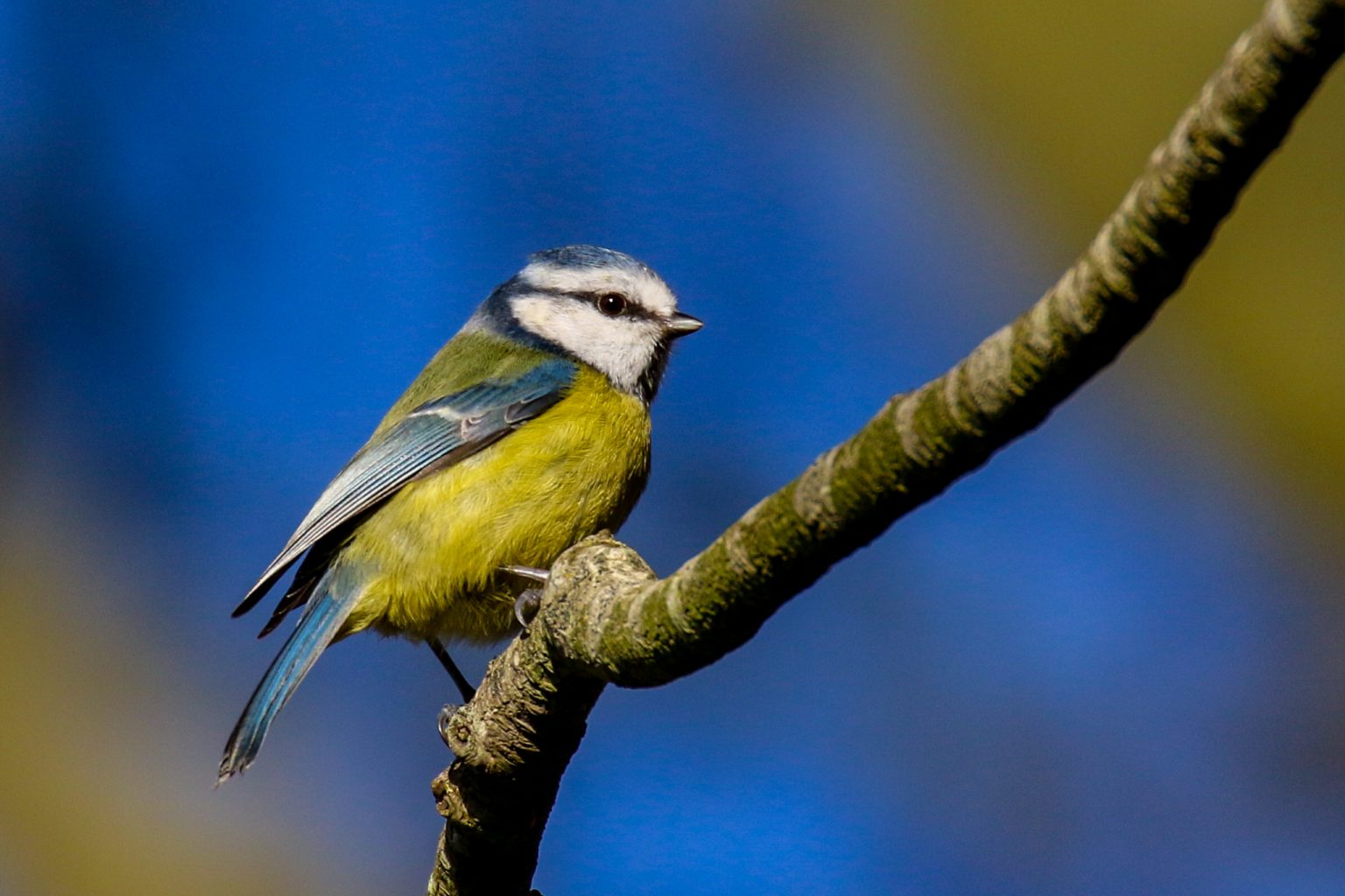 Go Birding in Dublin, 33 Bird Watching sites in Dublin