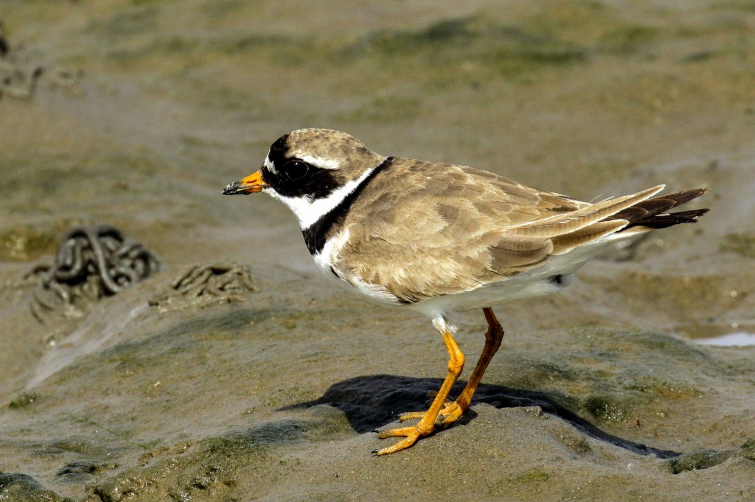 Go Birding in Dublin, 33 Bird Watching sites in Dublin