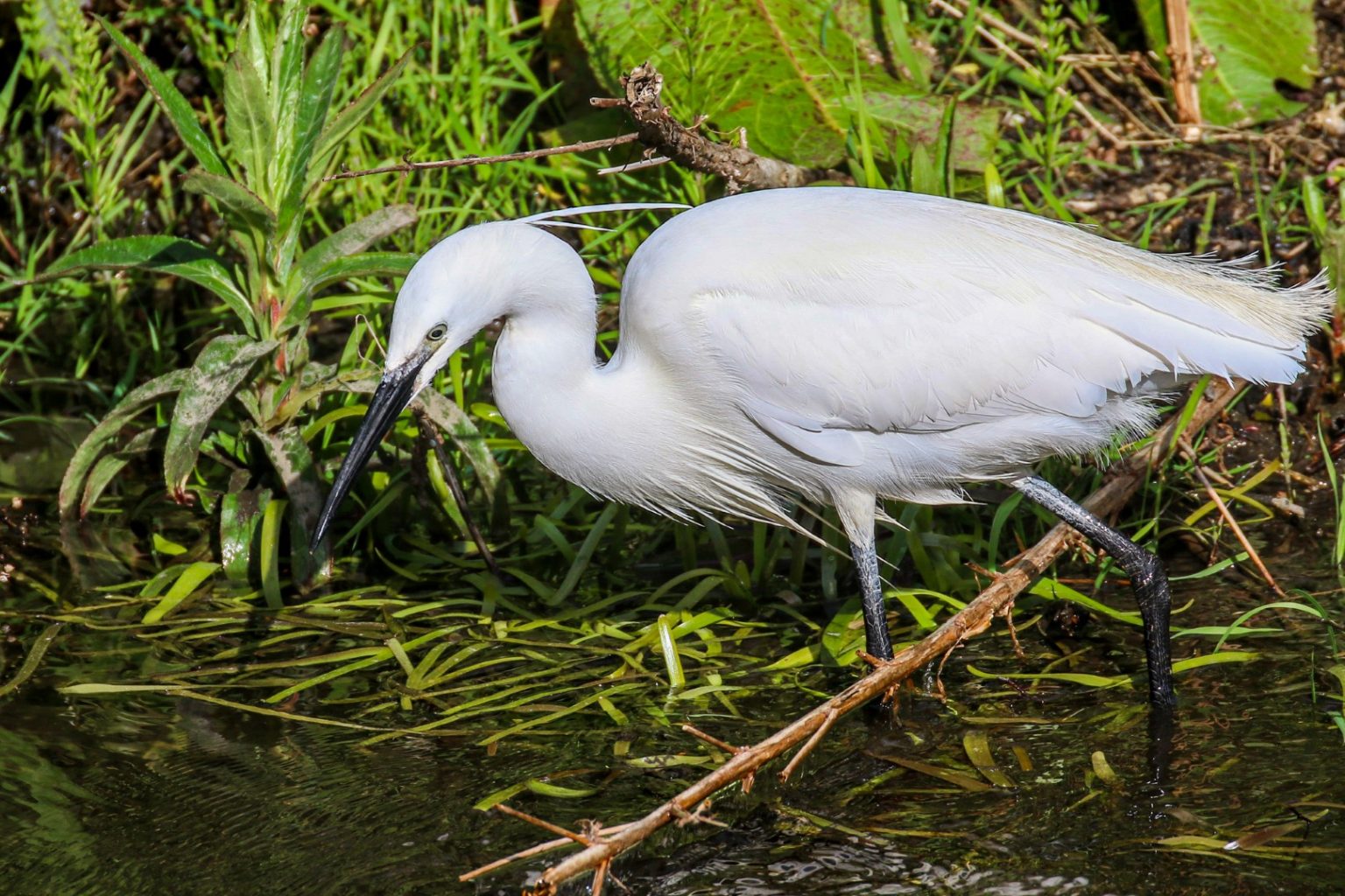 Go Birding in Dublin, 33 Bird Watching sites in Dublin