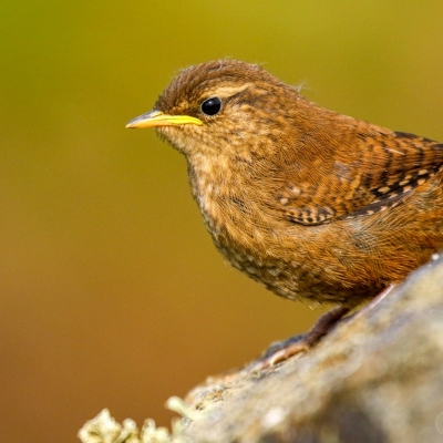 Bird Watching Ireland | Bird Watching Kilmore Quay Wexford