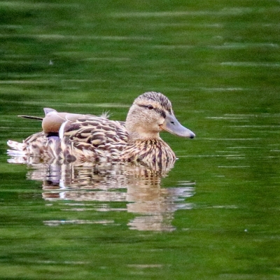 Bird Watching Ireland | Bird Watching Lough Boora, Offally