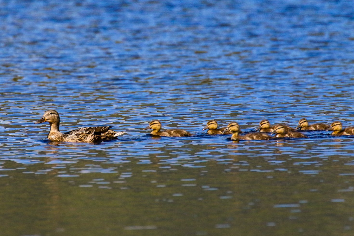 Glendalough is a popular site for bird watching in Ireland