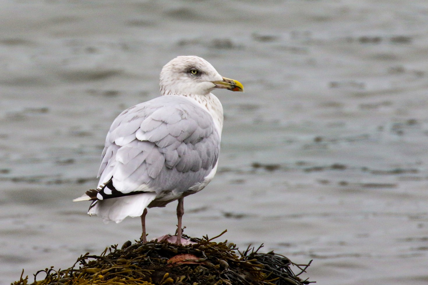 Birding Reen Pier, Bird Watching West Cork, Birding Cork