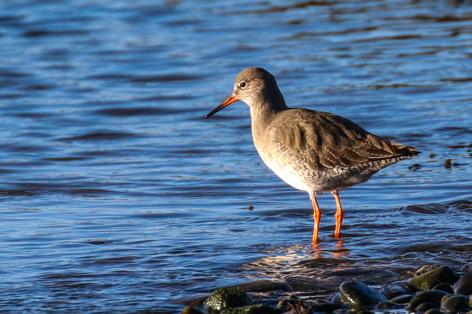 Go Birding In Dublin, 36 Birdwatching Sites In Dublin