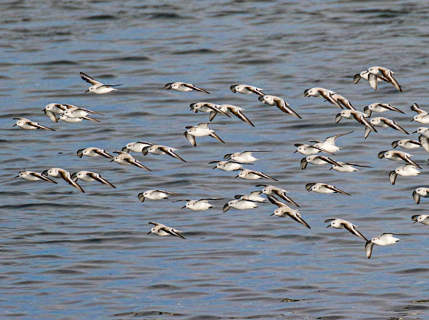 Birding Dublin, Birdwatching Shelley Banks, Birding Ireland