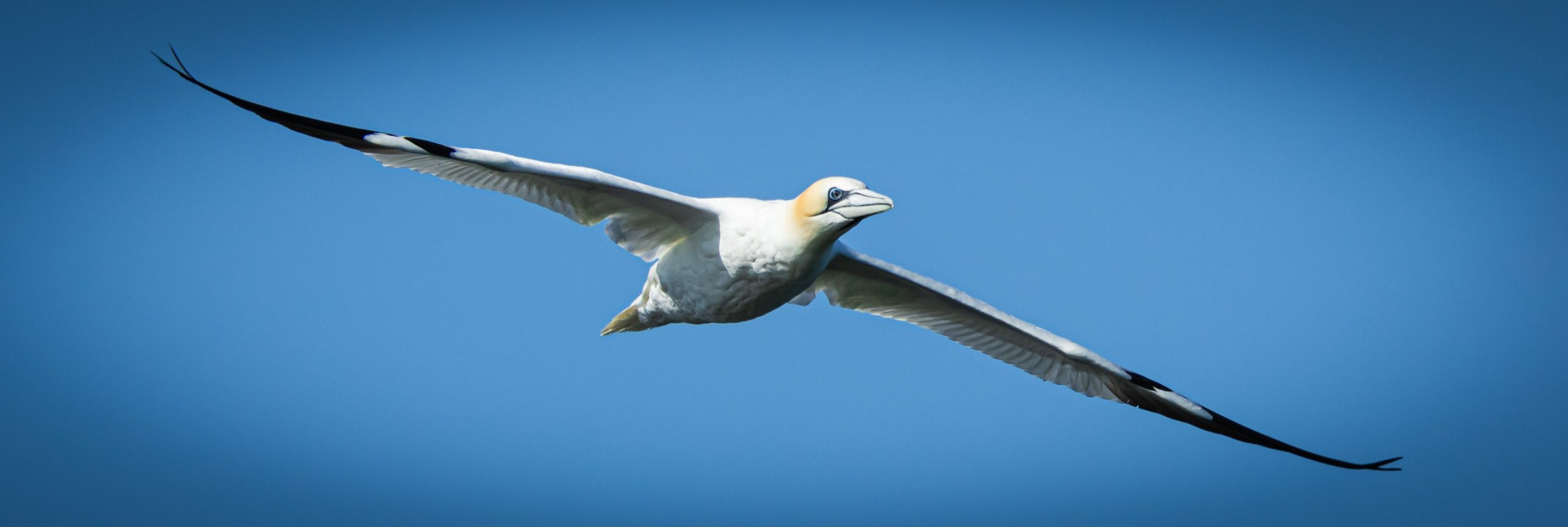 Bird ing Dublin, Birding Monkstown, Dun LaoghaireMonkstown